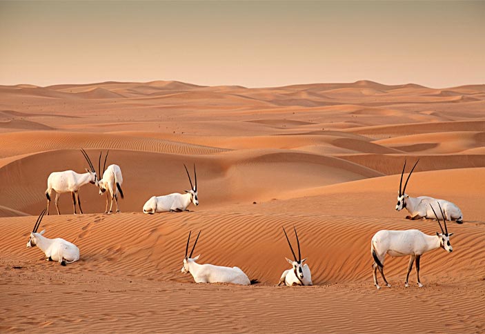 Al Marmoom Conservation Reserve Dubai